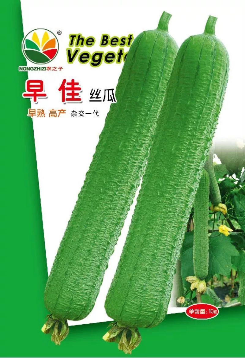 早佳丝瓜早佳808杂交一代丝瓜早熟瓜码密大型基地用种春秋