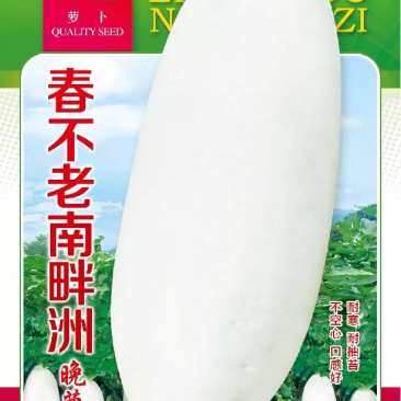 原种繁育南畔洲迟花晚大萝卜种子不空心秋冬阳台蔬菜种子