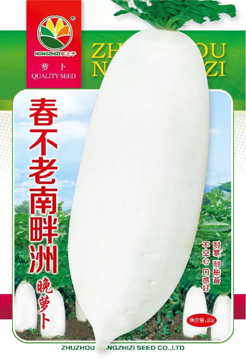 原种繁育南畔洲迟花晚大萝卜种子不空心秋冬阳台蔬菜种子