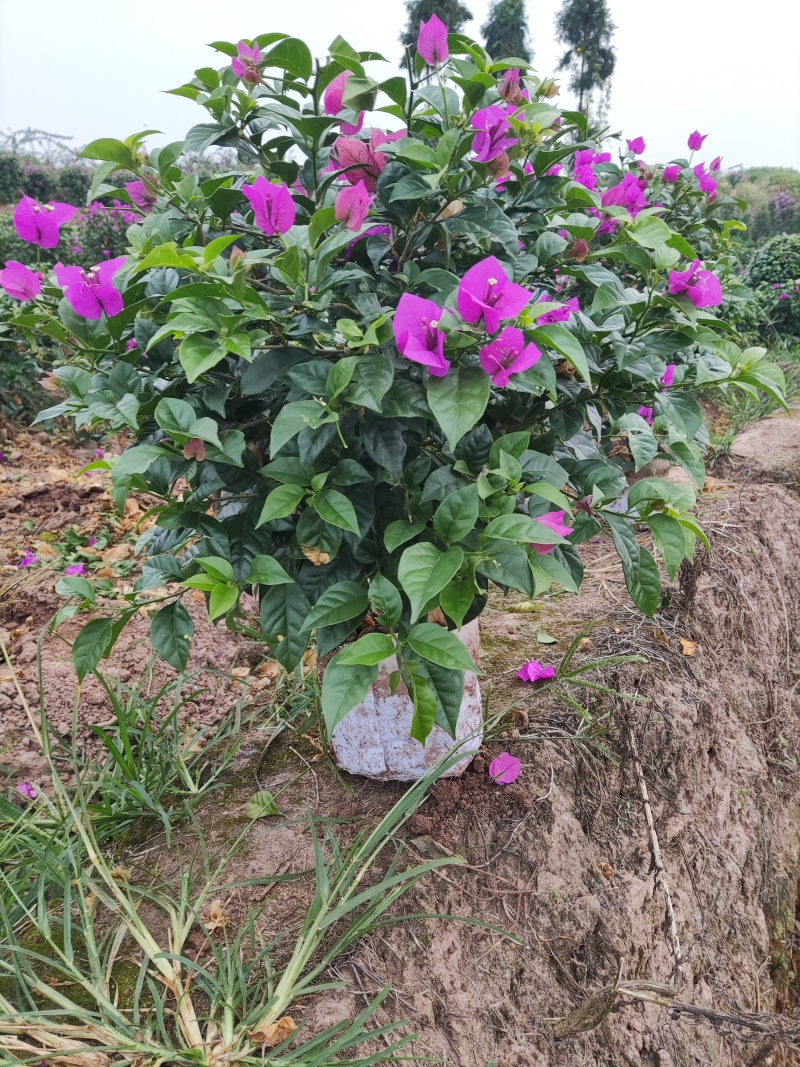 【今日推荐】三角梅球可视频看货对接全国品质保证
