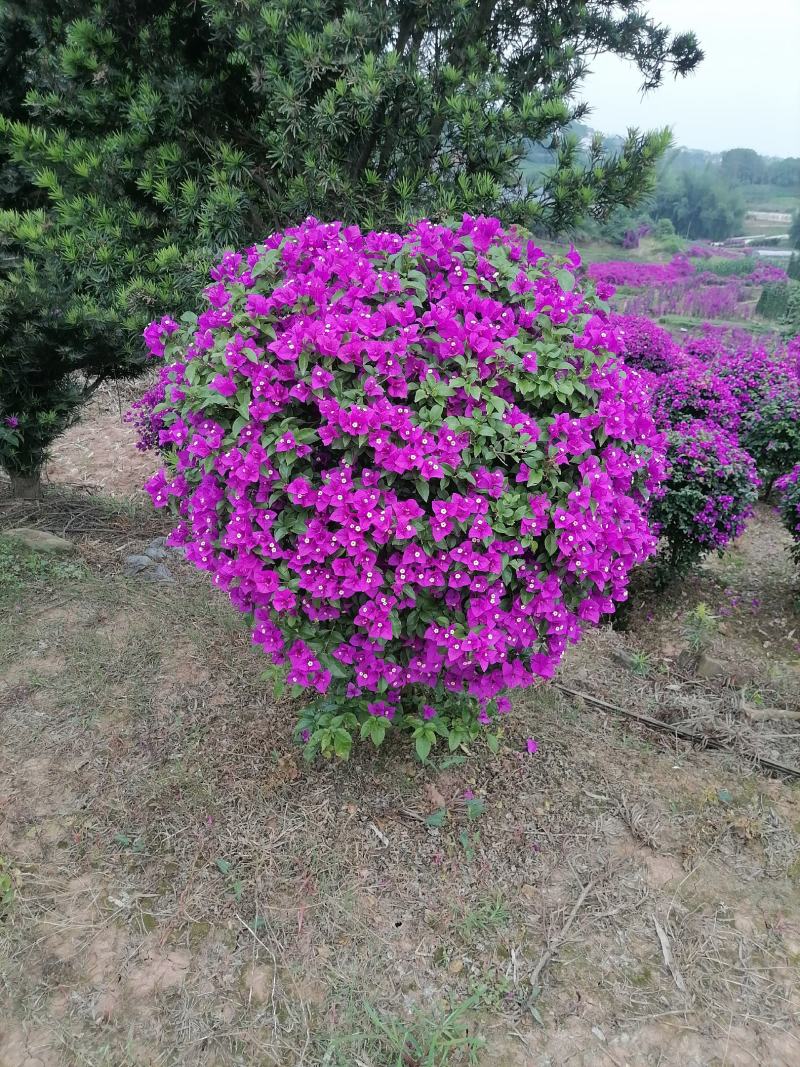 紫花三角梅球