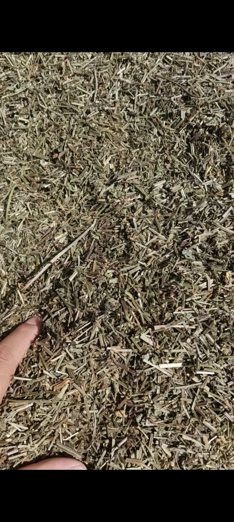 半枝莲正品保证中药材包邮健康至上莫贪便宜