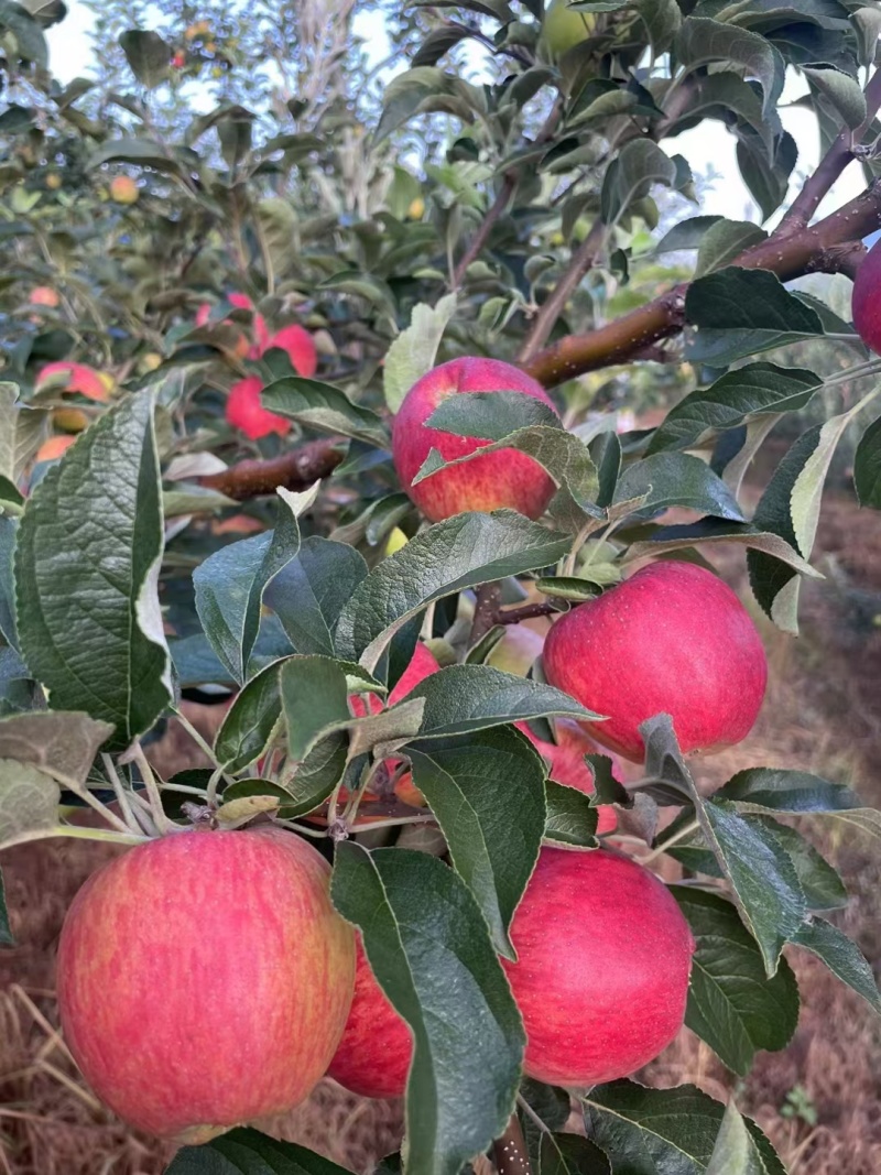 昭通早熟红露苹果。