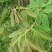 胡枝子又名：随军茶、牡荆、荆条、楚子、扫皮、胡枝条、杭