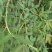 胡枝子又名：随军茶、牡荆、荆条、楚子、扫皮、胡枝条、杭