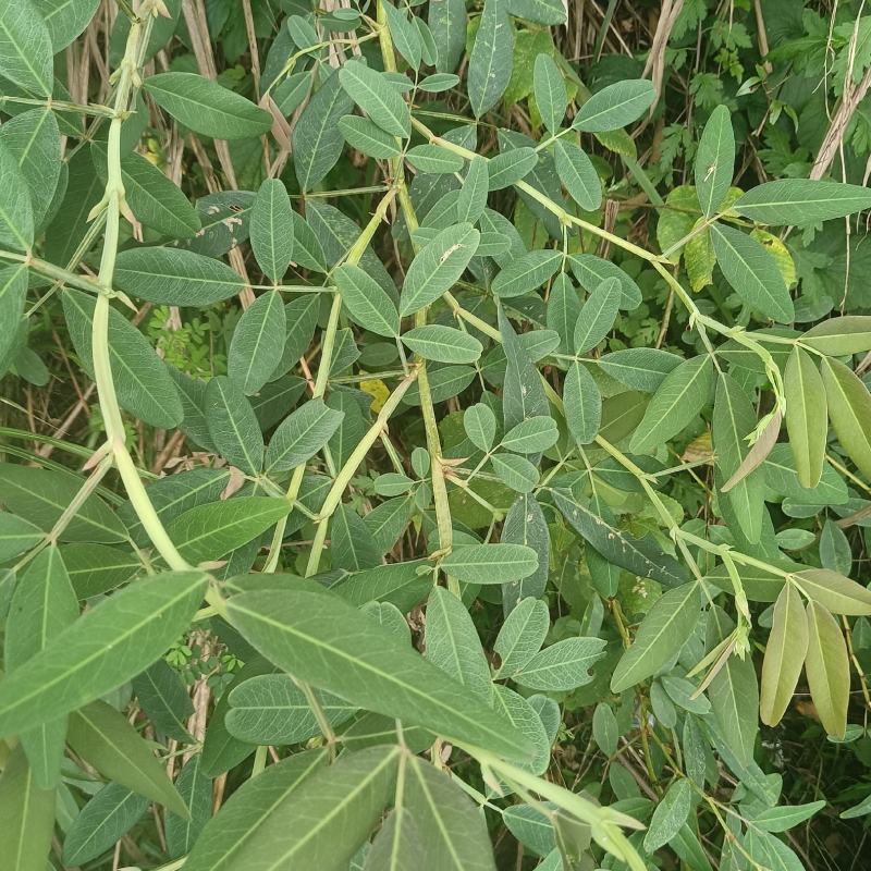 胡枝子又名：随军茶、牡荆、荆条、楚子、扫皮、胡枝条、杭