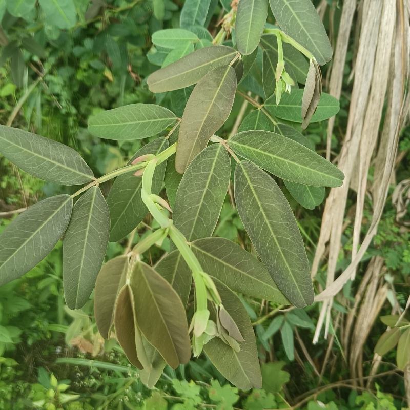 胡枝子又名：随军茶、牡荆、荆条、楚子、扫皮、胡枝条、杭