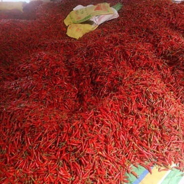 朝天椒，小米辣