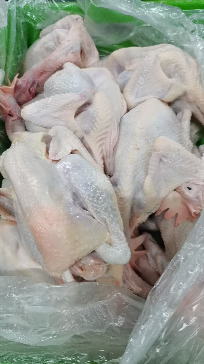 每天现宰鲜品，新鲜供货，适用于白切，清蒸，煲汤，欢迎咨询