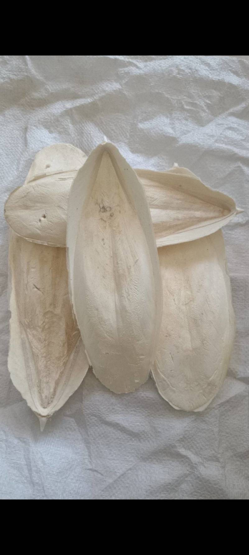 海螵蛸精品好货大选个统货，规格齐全