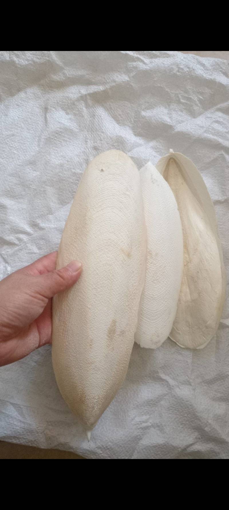 海螵蛸精品好货大选个统货，规格齐全