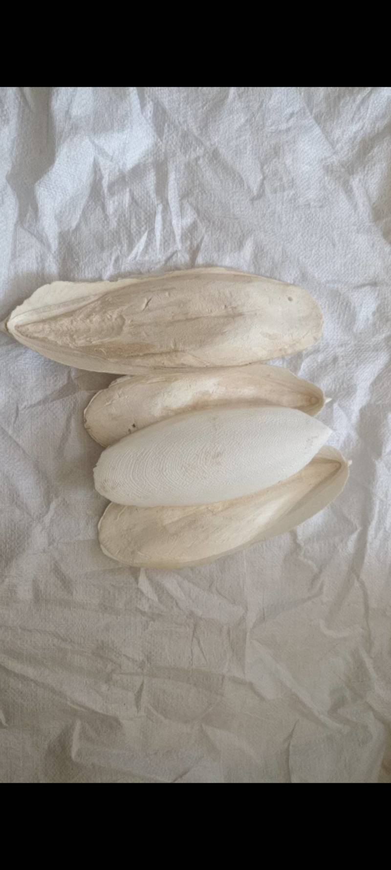 海螵蛸精品好货大选个统货，规格齐全