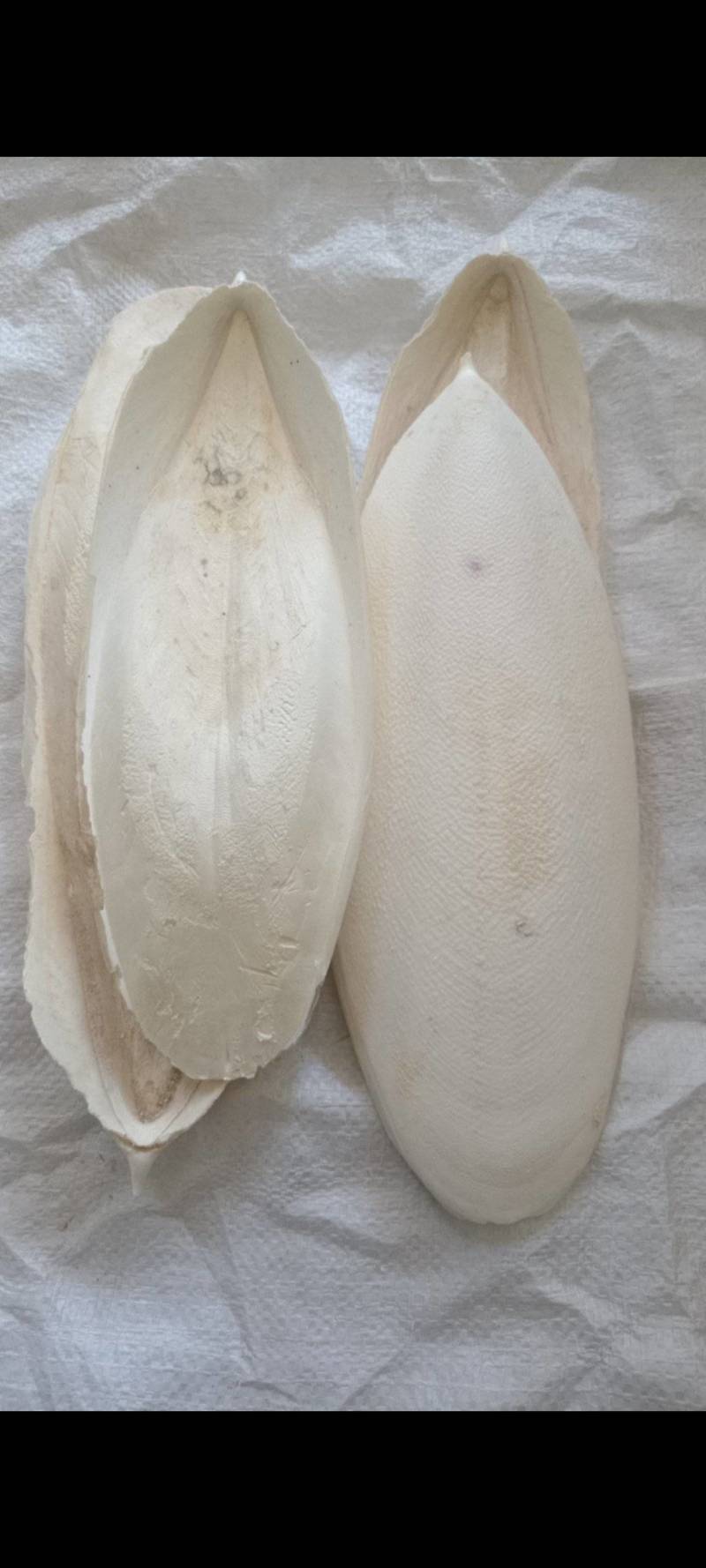 海螵蛸精品好货大选个统货，规格齐全