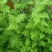 野菊花