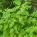 野菊花