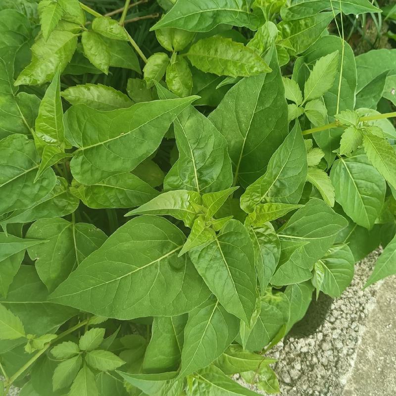 紫茉莉根，入地老鼠