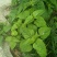 紫茉莉根，入地老鼠