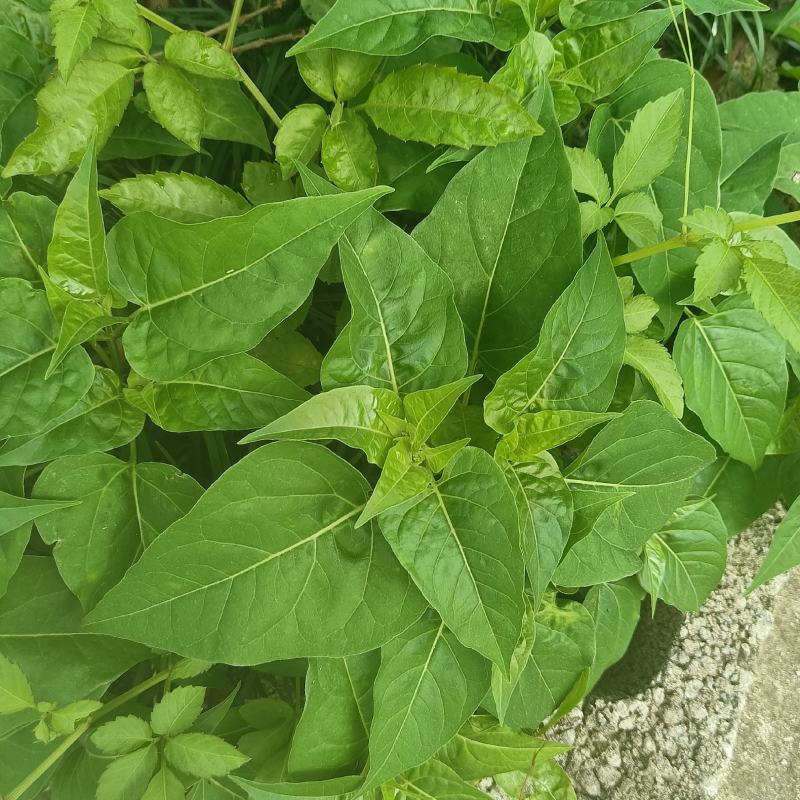 紫茉莉根，入地老鼠