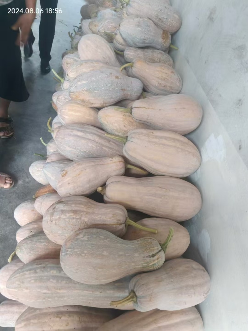汉中密本南瓜，长南瓜，甜面产地一手货源，全国代发