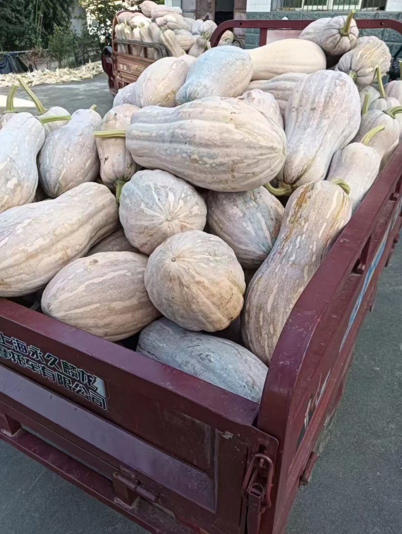 汉中密本南瓜，长南瓜，甜面产地一手货源，全国代发