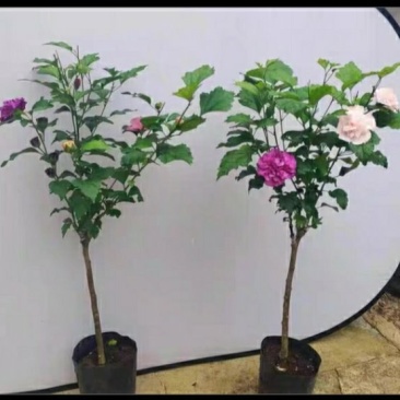 多色木槿花树苗高度80厘米左右，粗度1.5厘米左右。