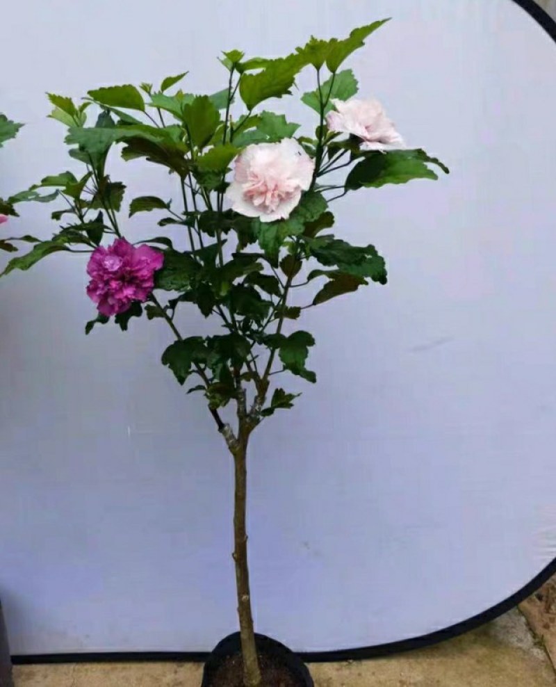 多色木槿花树苗高度80厘米左右，粗度1.5厘米左右。