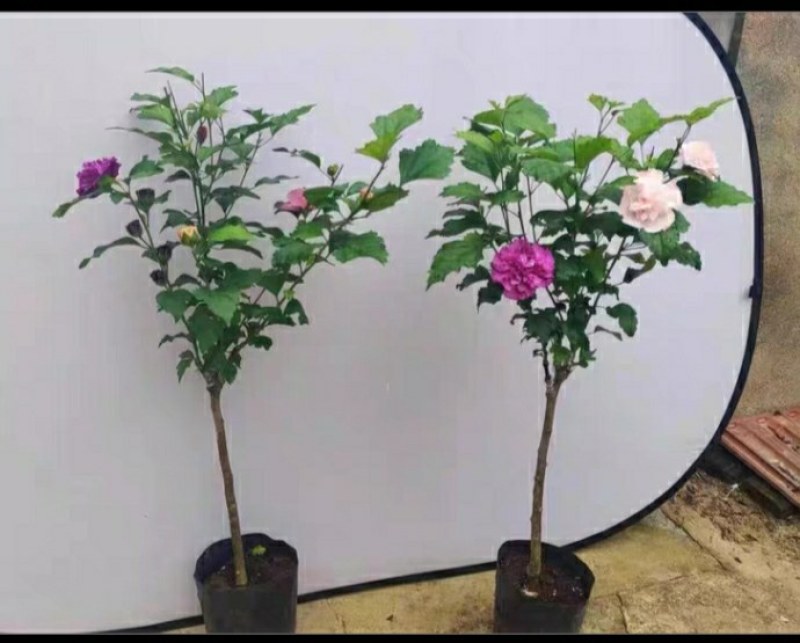 多色木槿花树苗高度80厘米左右，粗度1.5厘米左右。