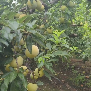 新上市秋季李子