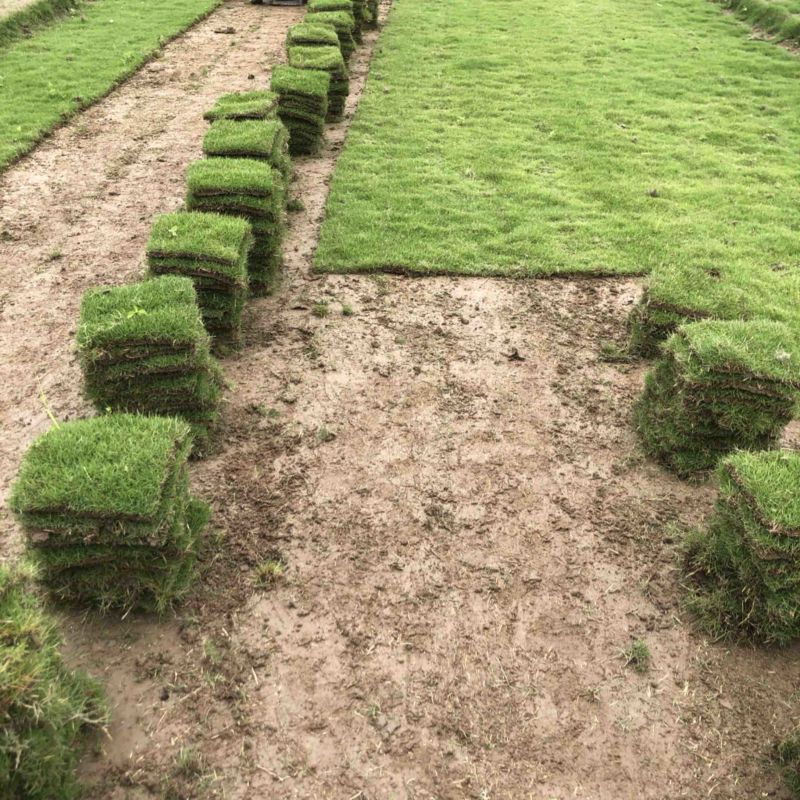 海南草坪批发马尼拉草大叶油草台湾草夏威夷草