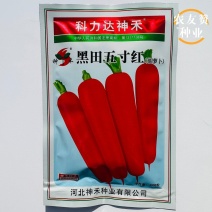 黑田五寸红胡萝卜种子五寸参胡萝卜种籽秋季大田蔬菜种子