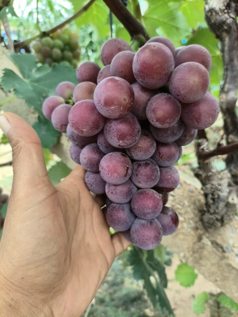 好漂亮的巨峰葡萄，大串全红大颗粒，糖度20个以上，精品