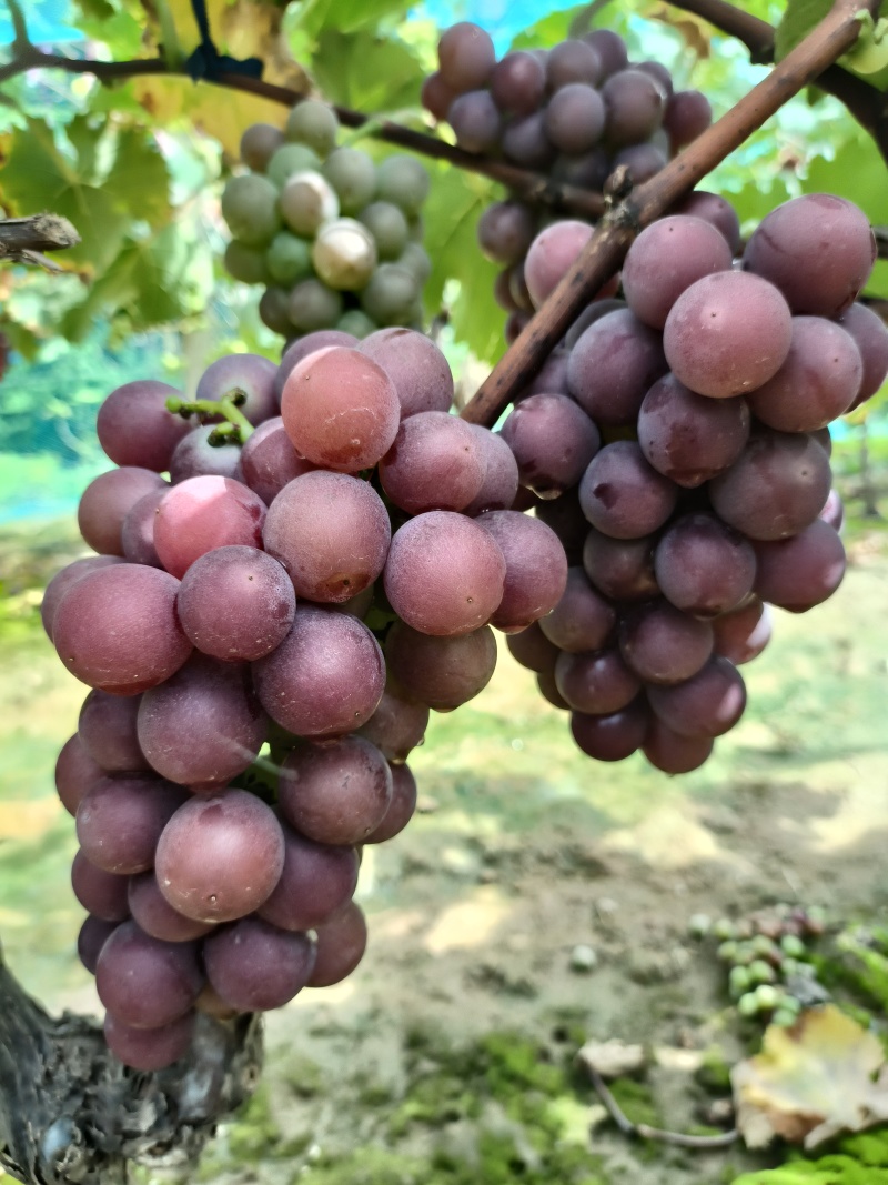 好漂亮的巨峰葡萄，大串全红大颗粒，糖度20个以上，精品