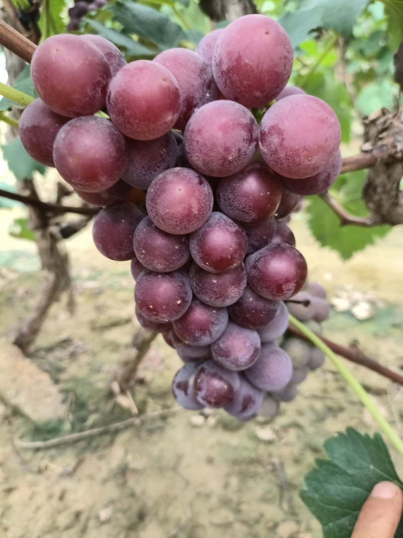好漂亮的巨峰葡萄，大串全红大颗粒，糖度20个以上，精品