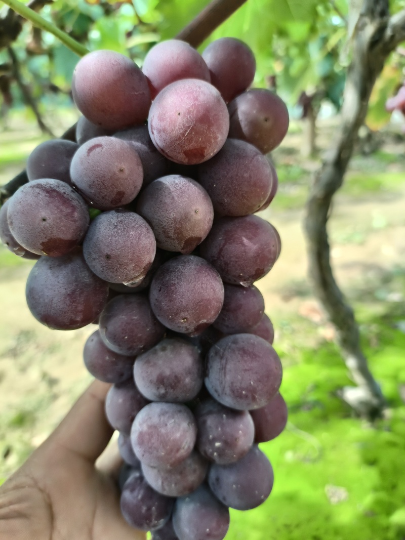 好漂亮的巨峰葡萄，大串全红大颗粒，糖度20个以上，精品