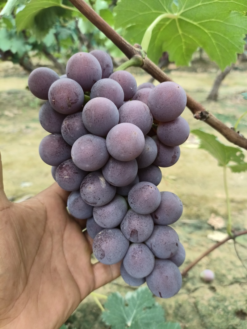 好漂亮的巨峰葡萄，大串全红大颗粒，糖度20个以上，精品