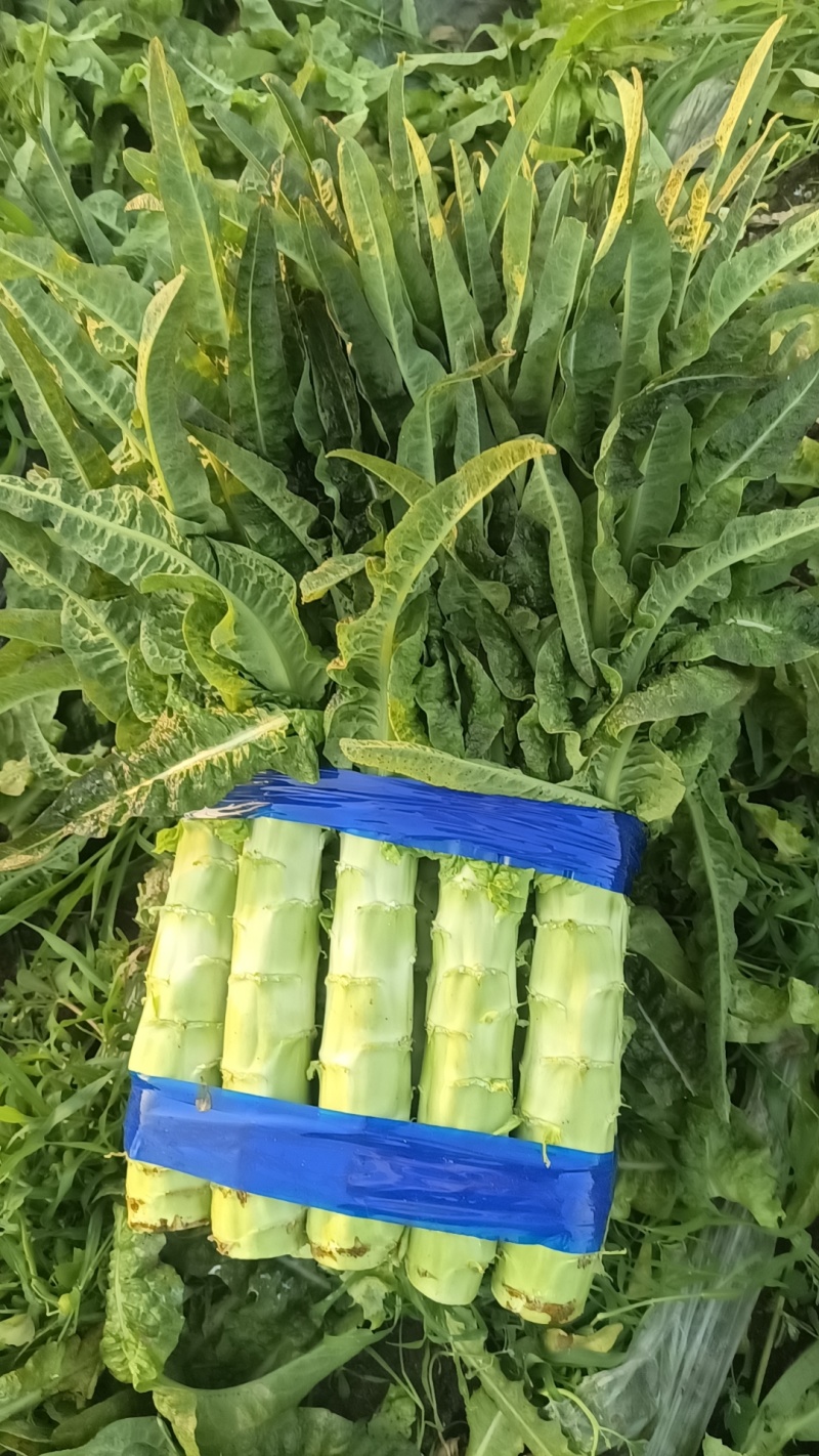 红叶莴苣