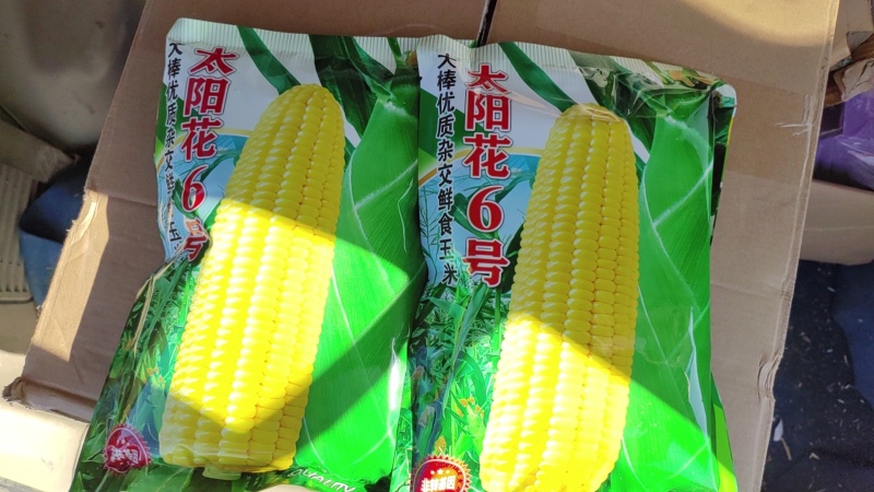 糯玉米大量现货水果玉米现货现发，品相好源头发货，一手货源