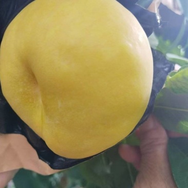 风味甜后油蟠