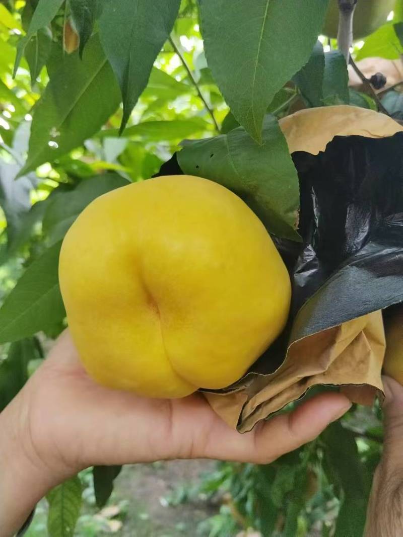 风味甜后油蟠