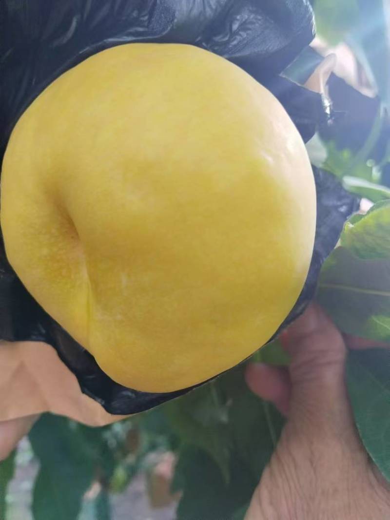 风味甜后油蟠