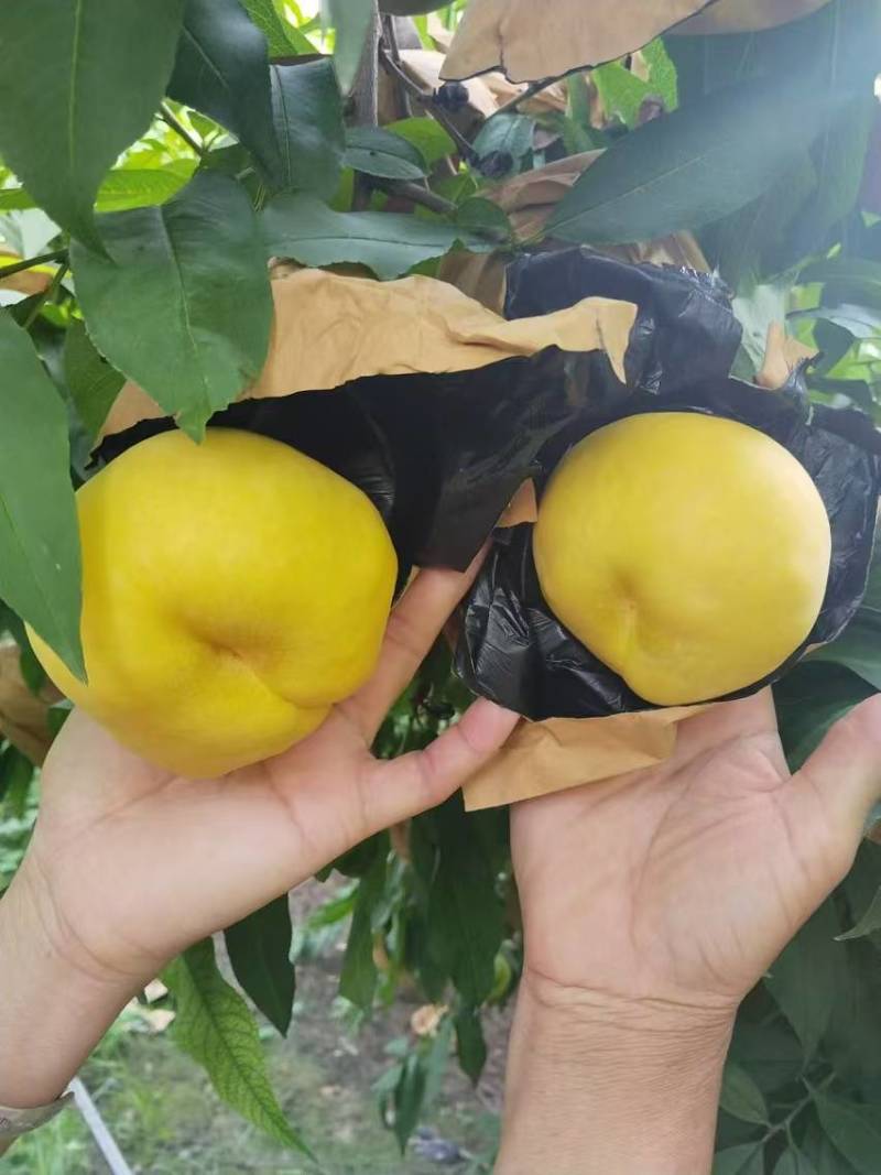 风味甜后油蟠