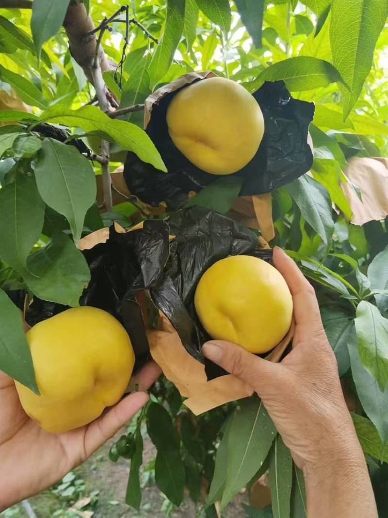 风味甜后油蟠