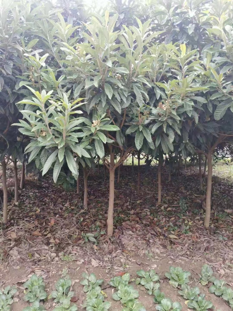 江苏盐城枇杷苗木，大量供货，价格优惠，欢迎前来选购