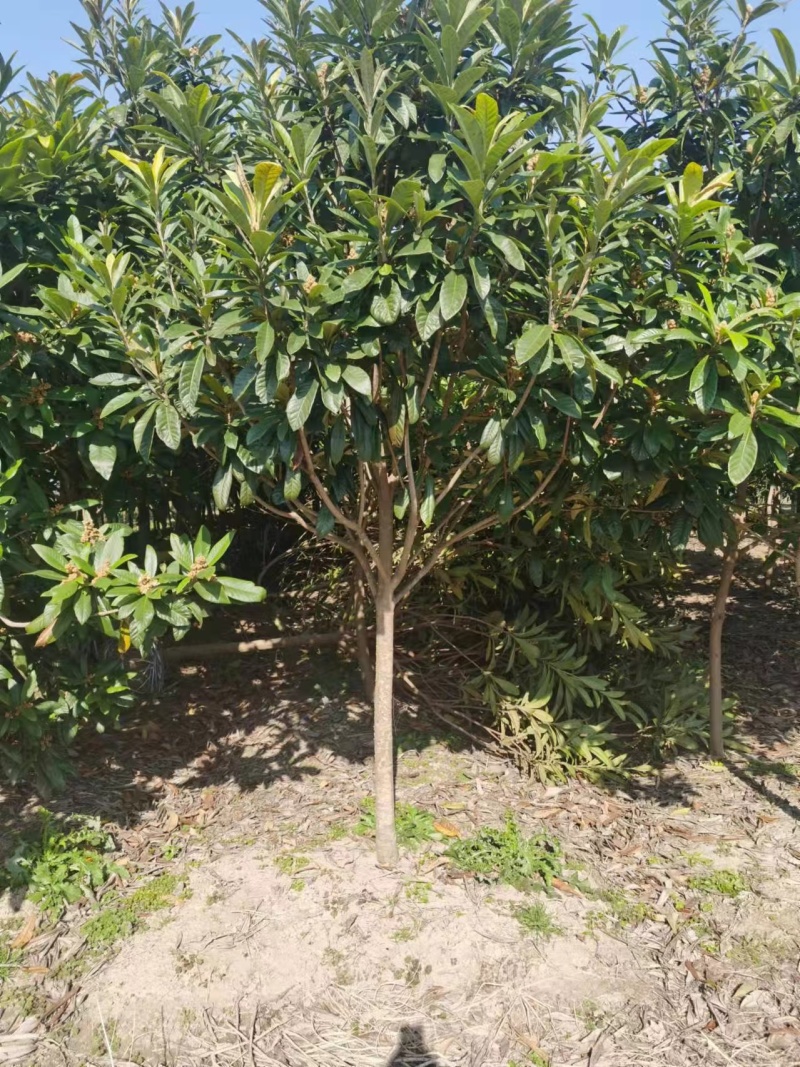 江苏盐城枇杷苗木，大量供货，价格优惠，欢迎前来选购