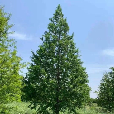江苏盐城各种规格水杉大量有货，价格可谈，详情可来电咨询