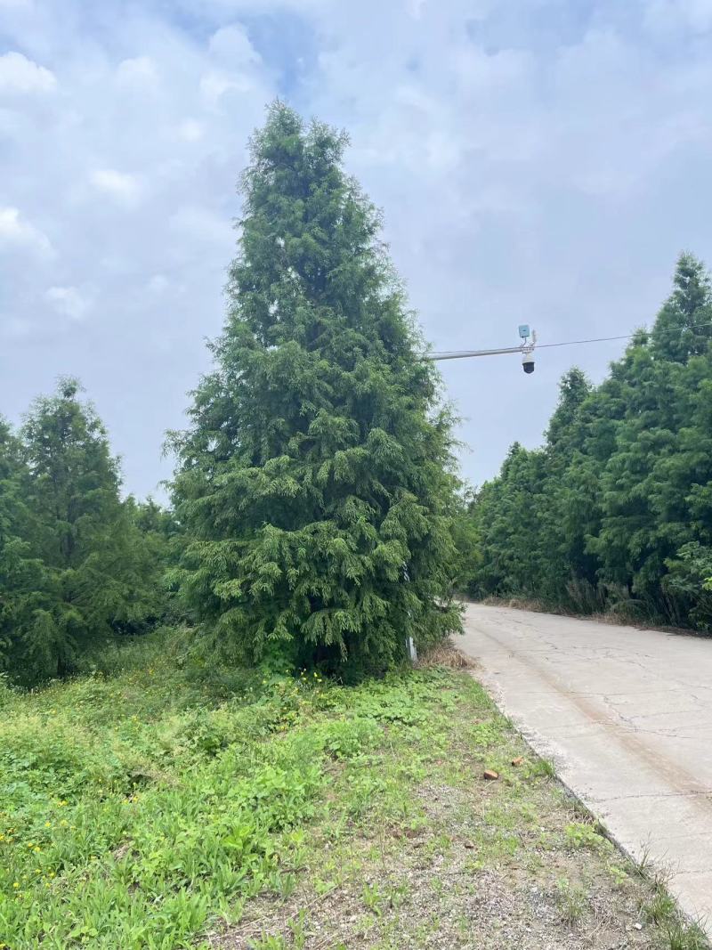 江苏盐城各种规格水杉大量有货，价格可谈，详情可来电咨询
