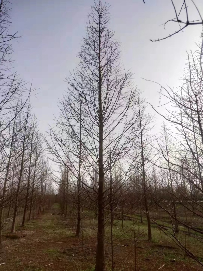 江苏盐城各种规格水杉大量有货，价格可谈，详情可来电咨询