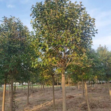 江苏盐城8-10公分大叶女贞清地出售，价格实惠，欢迎咨询