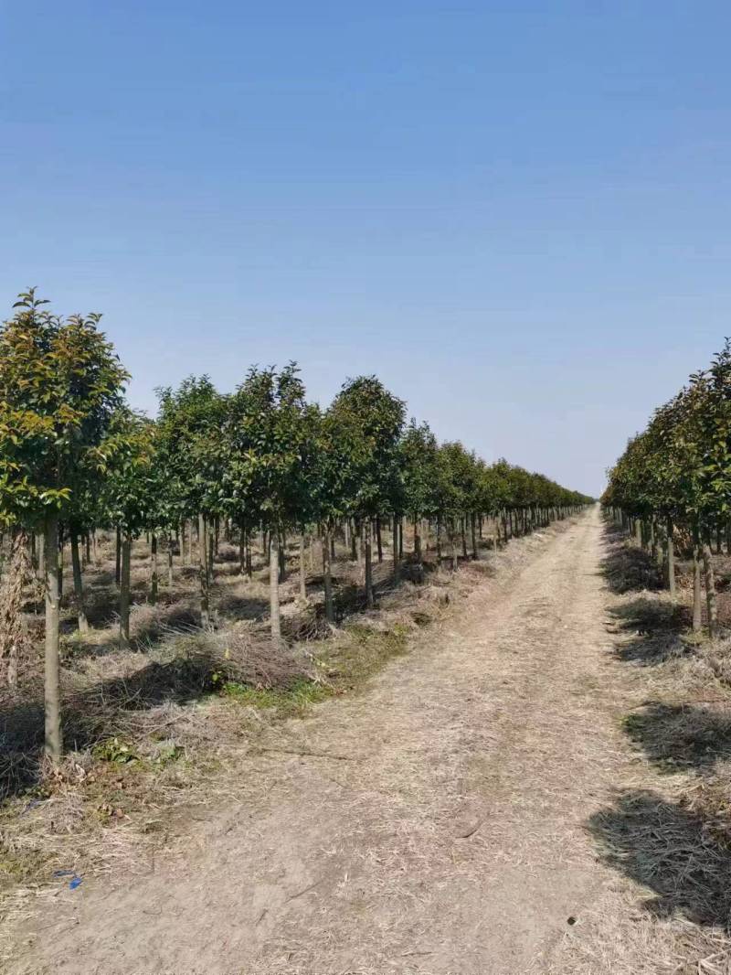江苏盐城8-10公分大叶女贞清地出售，价格实惠，欢迎咨询