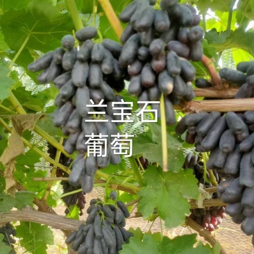 蓝宝石葡萄大量上市了有需要的联系我